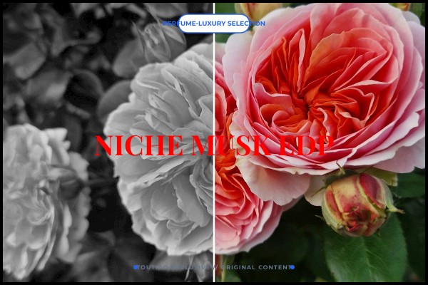 niche musk edp